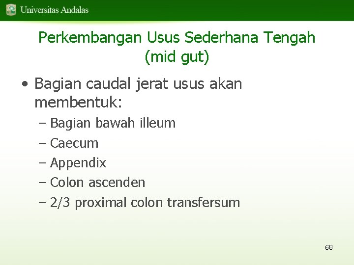Perkembangan Usus Sederhana Tengah (mid gut) • Bagian caudal jerat usus akan membentuk: –