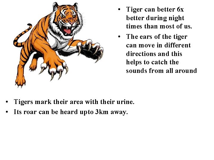  • Tiger can better 6 x better during night times than most of