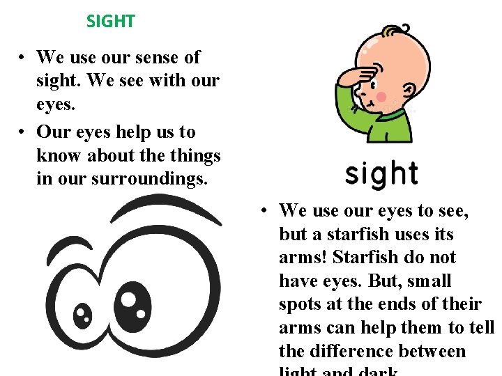 SIGHT • We use our sense of sight. We see with our eyes. •