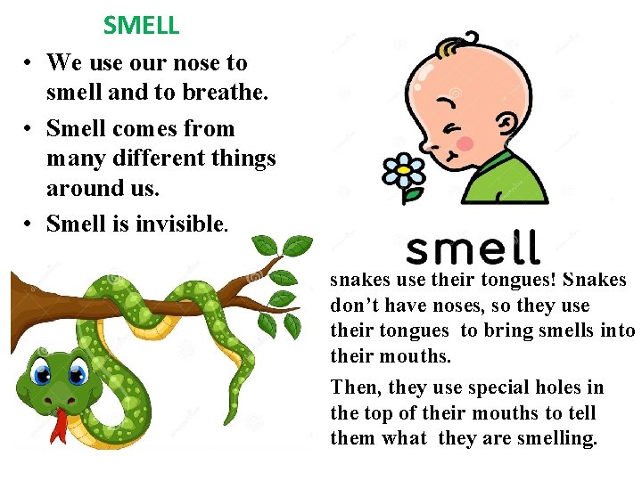 SMELL • We use our nose to smell and to breathe. • Smell comes