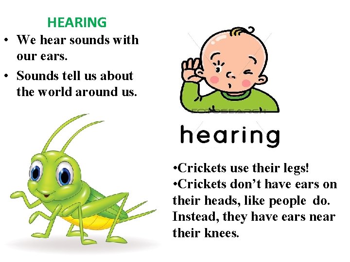 HEARING • We hear sounds with our ears. • Sounds tell us about the