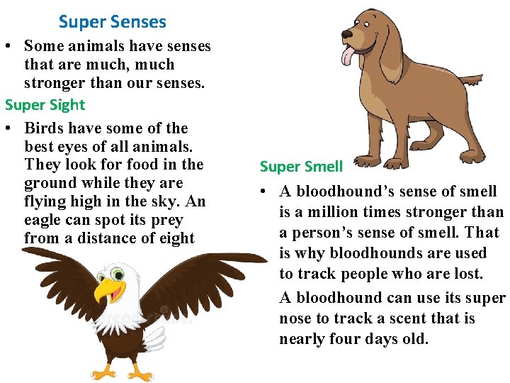 Super Senses • Some animals have senses that are much, much stronger than our