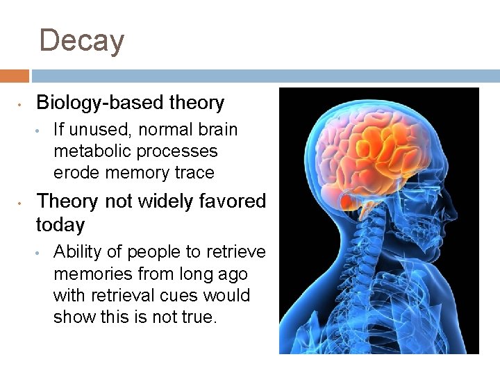 Decay • Biology-based theory • • If unused, normal brain metabolic processes erode memory