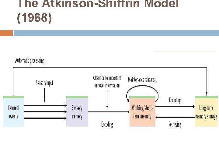 The Atkinson-Shiffrin Model (1968) 