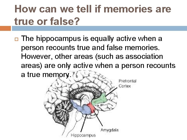 How can we tell if memories are true or false? The hippocampus is equally