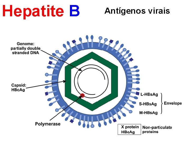 Hepatite B Antígenos virais 