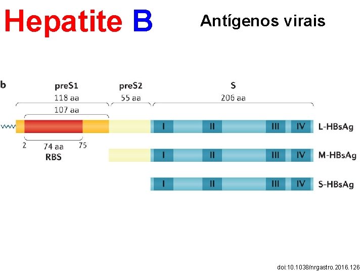 Hepatite B Antígenos virais doi: 10. 1038/nrgastro. 2016. 126 