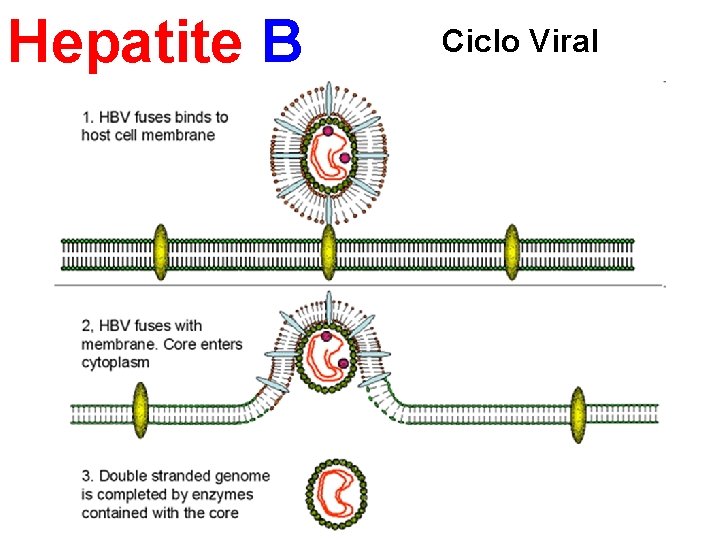 Hepatite B Ciclo Viral 