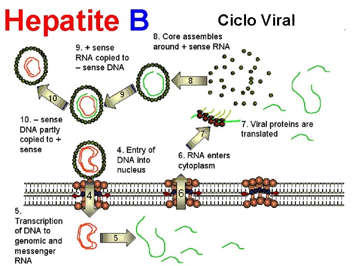 Hepatite B Ciclo Viral 