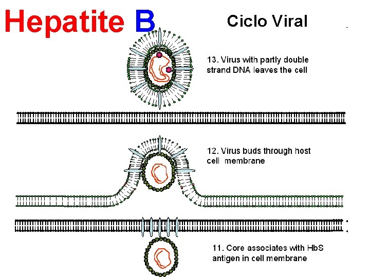 Hepatite B Ciclo Viral 