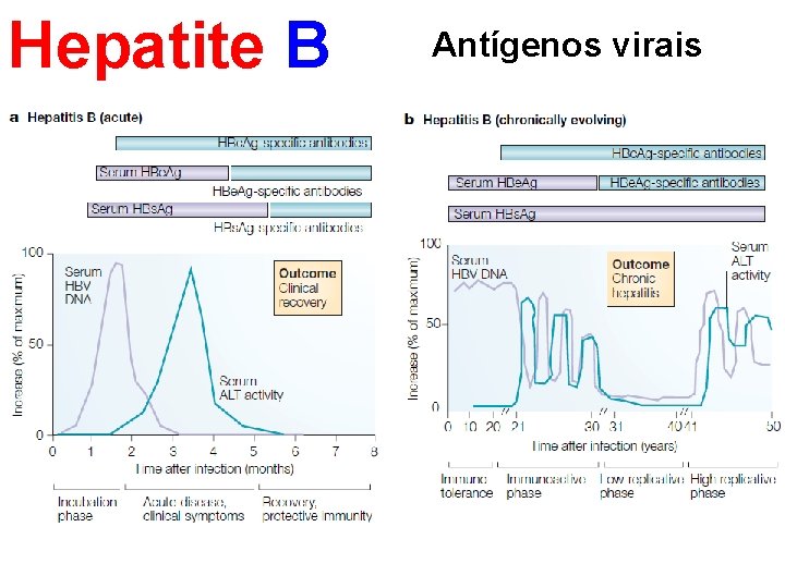 Hepatite B Antígenos virais 