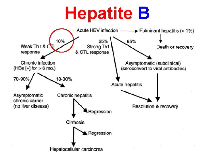 Hepatite B 