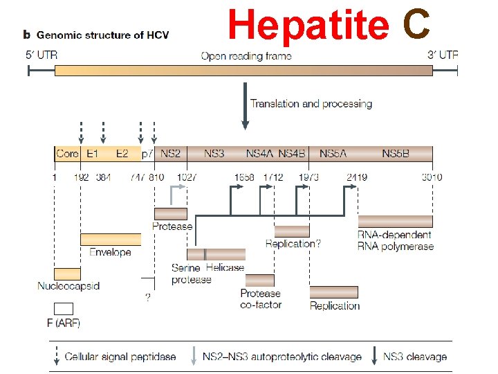 Hepatite C 