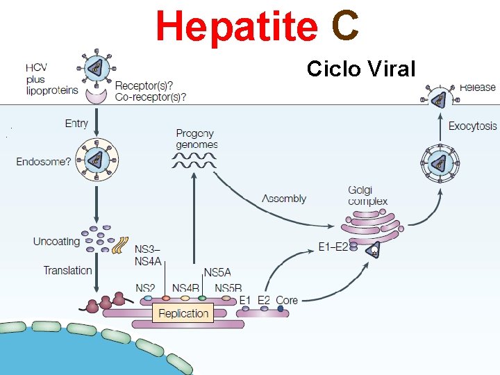 Hepatite C Ciclo Viral 