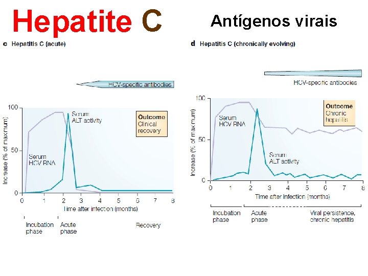 Hepatite C Antígenos virais 