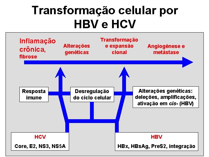 Transformação celular por HBV e HCV Inflamação crônica, fibrose Alterações genéticas Resposta imune Transformação