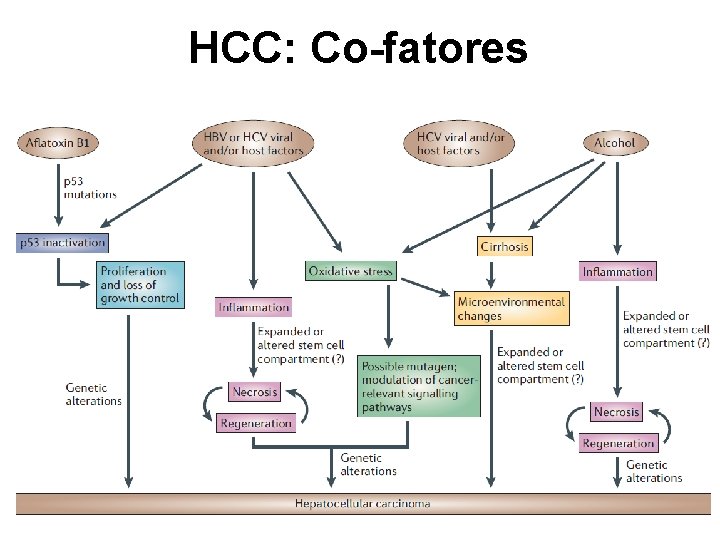 HCC: Co-fatores 