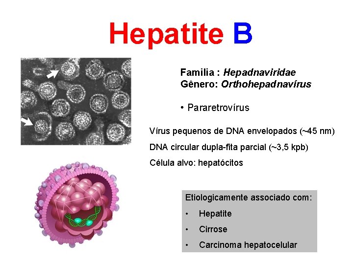 Hepatite B Familia : Hepadnaviridae Gênero: Orthohepadnavírus • Pararetrovírus Vírus pequenos de DNA envelopados