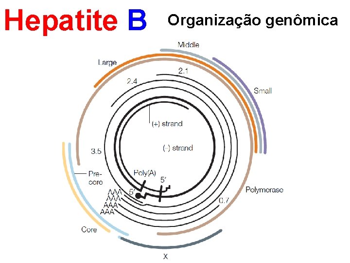 Hepatite B Organização genômica 