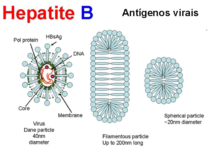 Hepatite B Antígenos virais 