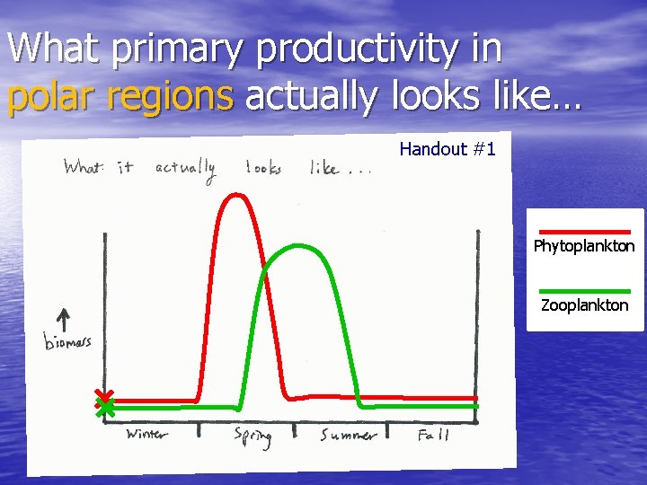 What primary productivity in polar regions actually looks like… Handout #1 Phytoplankton Zooplankton 