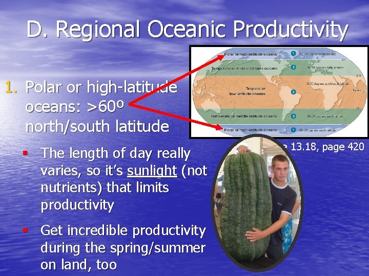 D. Regional Oceanic Productivity 1. Polar or high-latitude oceans: >60º north/south latitude § The