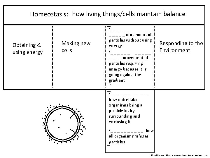 Homeostasis: how living things/cells maintain balance Obtaining & using energy Making new cells •