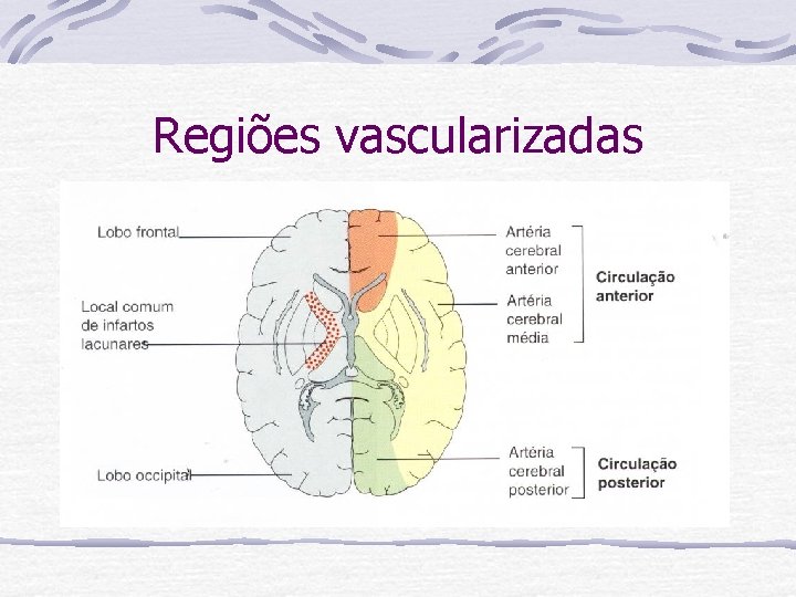 Regiões vascularizadas 