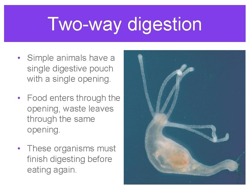 Two-way digestion • Simple animals have a single digestive pouch with a single opening.