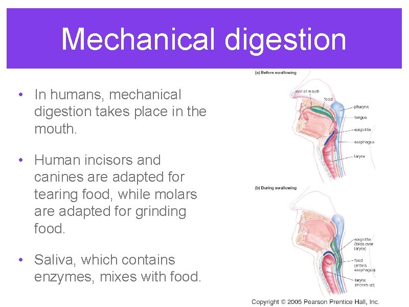 Mechanical digestion • In humans, mechanical digestion takes place in the mouth. • Human