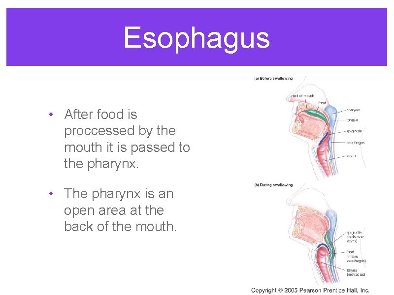 Esophagus • After food is proccessed by the mouth it is passed to the
