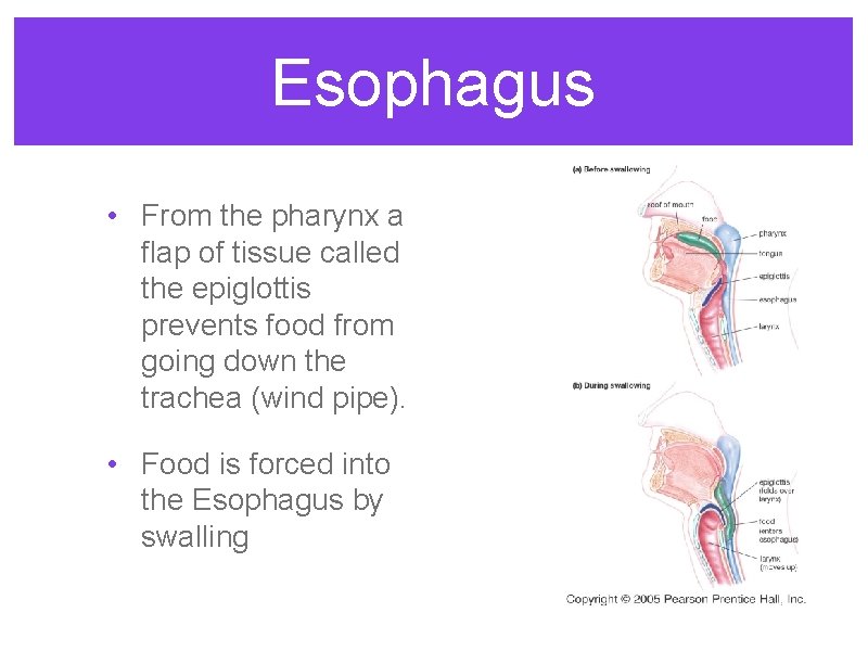 Esophagus • From the pharynx a flap of tissue called the epiglottis prevents food