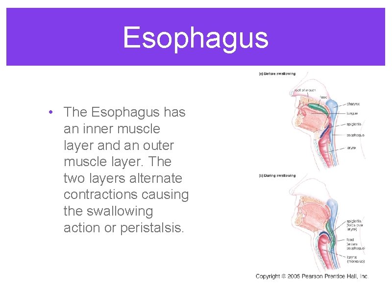 Esophagus • The Esophagus has an inner muscle layer and an outer muscle layer.