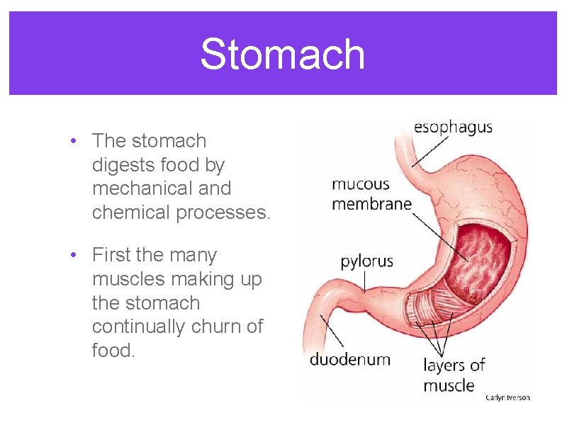 Stomach • The stomach digests food by mechanical and chemical processes. • First the