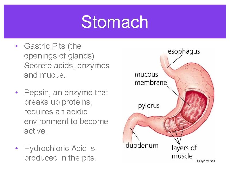 Stomach • Gastric Pits (the openings of glands) Secrete acids, enzymes and mucus. •