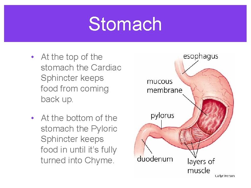 Stomach • At the top of the stomach the Cardiac Sphincter keeps food from