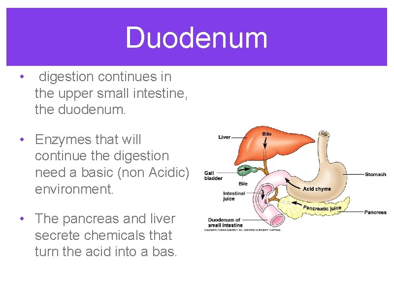 Duodenum • digestion continues in the upper small intestine, the duodenum. • Enzymes that