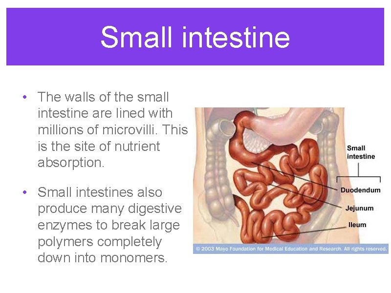 Small intestine • The walls of the small intestine are lined with millions of