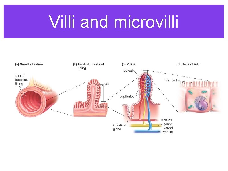 Villi and microvilli 