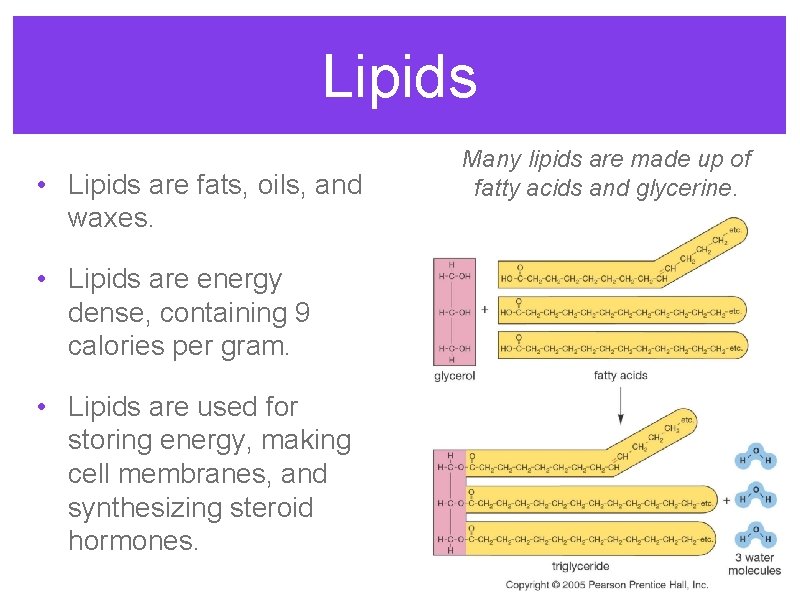 Lipids • Lipids are fats, oils, and waxes. • Lipids are energy dense, containing