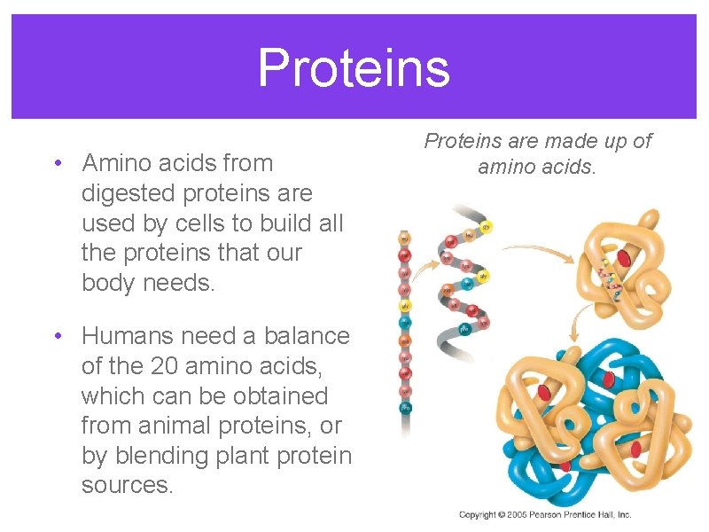Proteins • Amino acids from digested proteins are used by cells to build all