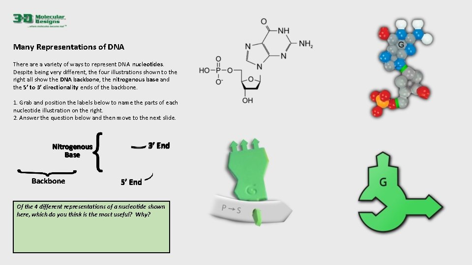 Many Representations of DNA There a variety of ways to represent DNA nucleotides. Despite