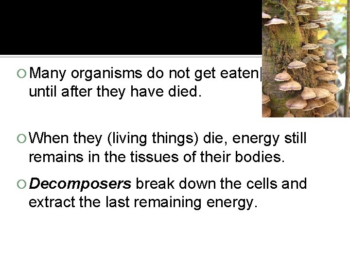  Many organisms do not get eaten| until after they have died. When they
