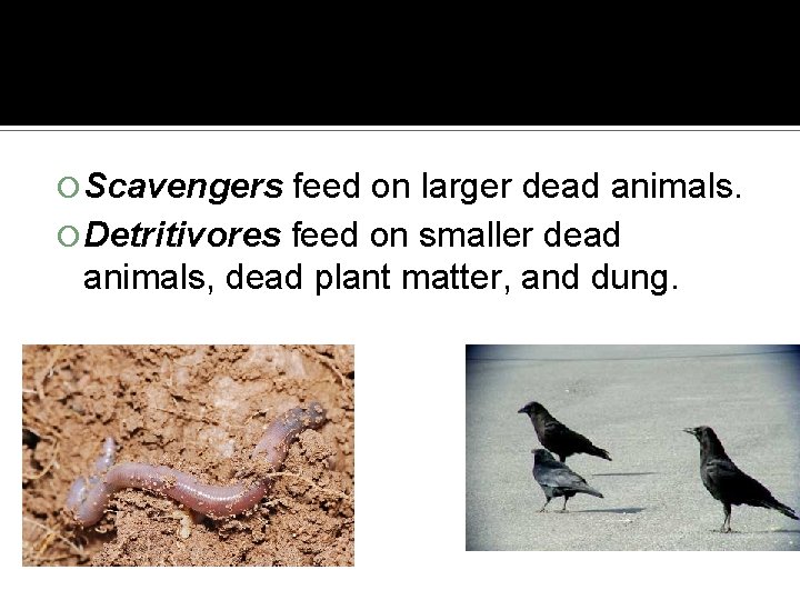  Scavengers feed on larger dead animals. Detritivores feed on smaller dead animals, dead