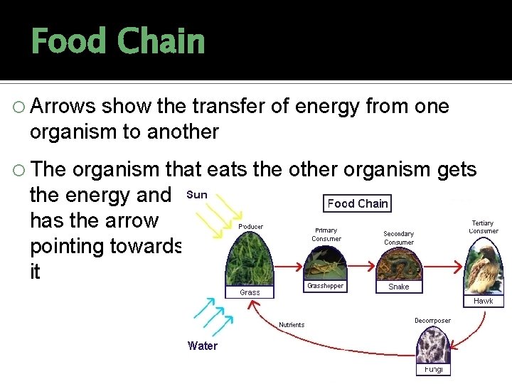 Food Chain Arrows show the transfer of energy from one organism to another The