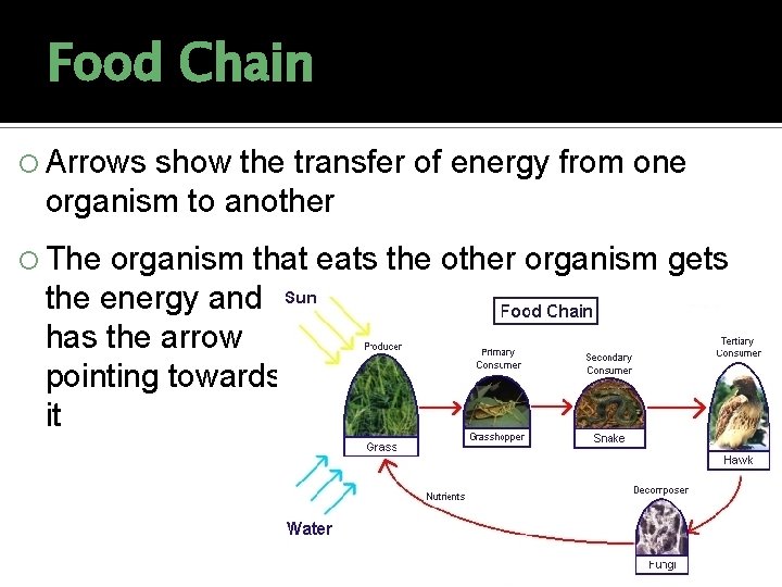 Food Chain Arrows show the transfer of energy from one organism to another The