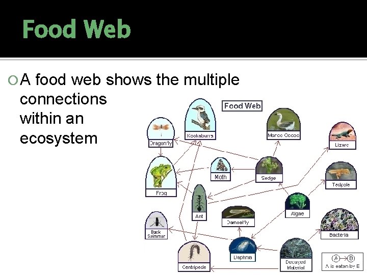 Food Web A food web shows the multiple connections within an ecosystem 