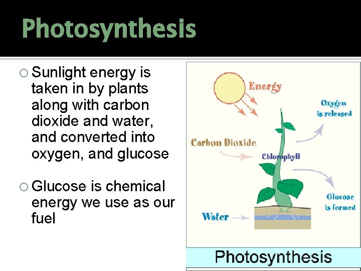 Photosynthesis Sunlight energy is taken in by plants along with carbon dioxide and water,