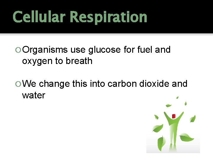 Cellular Respiration Organisms use glucose for fuel and oxygen to breath We change this