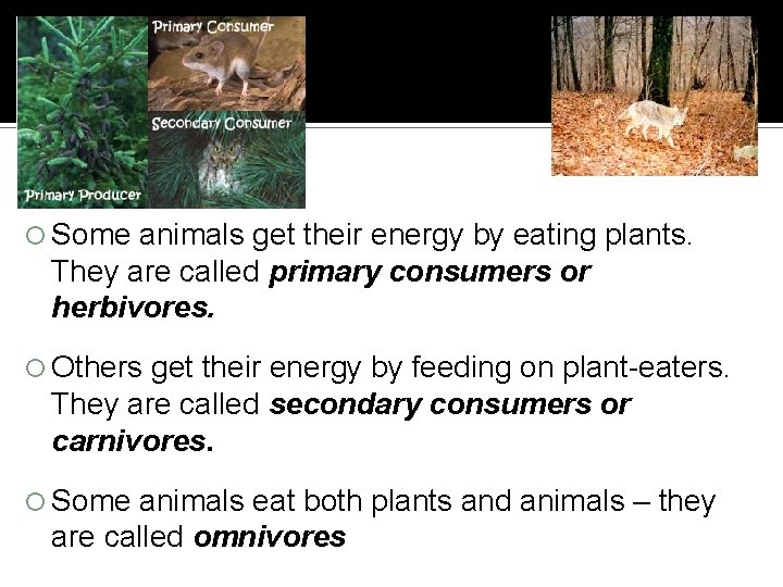  Some animals get their energy by eating plants. They are called primary consumers